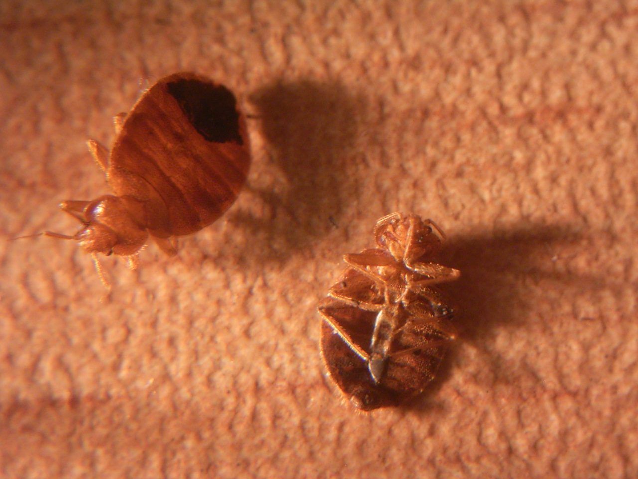 fark-8580840-origin-of-bed-bugs-revealed-um-a-bed